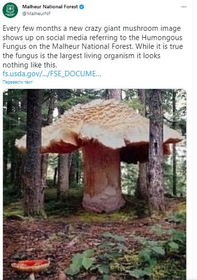 В Сети продолжает распространяться старый фейк о гигантском грибе