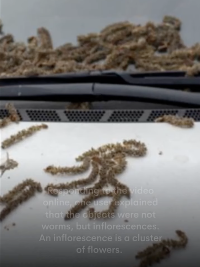 «Дождь из червей в Китае» ⏤ проверяем видео